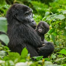 Baby gorilla and the mother