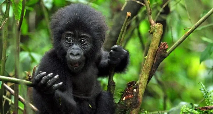 A baby gorilla on a tree branch