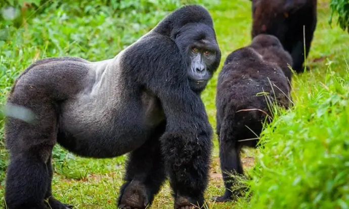 Gorilla Trekking in Uganda's Bwindi Silverback in the forest
