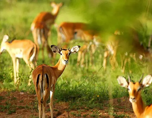 Uganda kobs in the wild