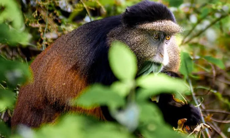 a golden monkey in the forest