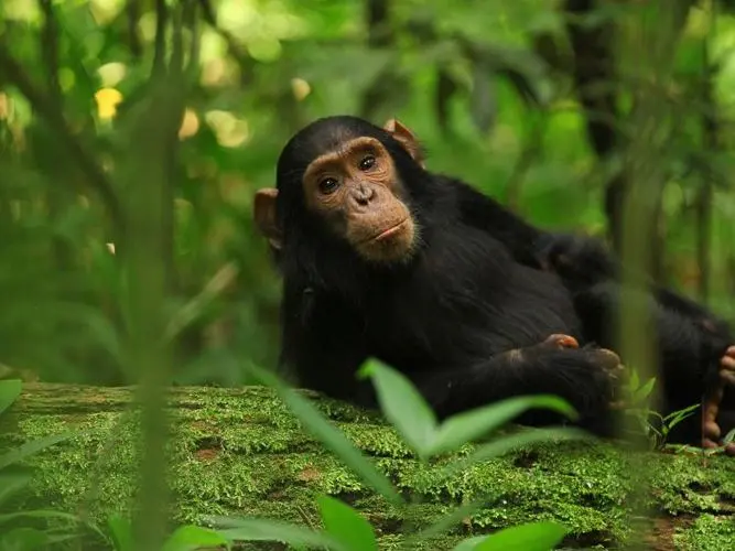 a chimpanzee resting in the forest