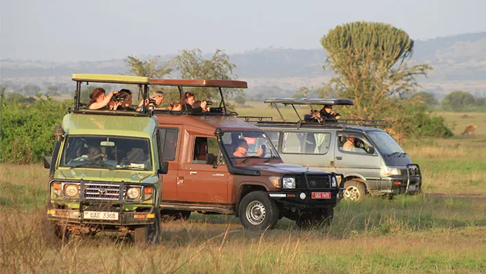 a fleet of tourist vehicles during game drive 