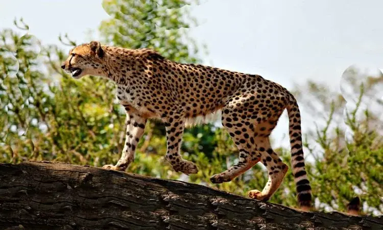a picturesque view of the rare cheetahs in Kidepo  