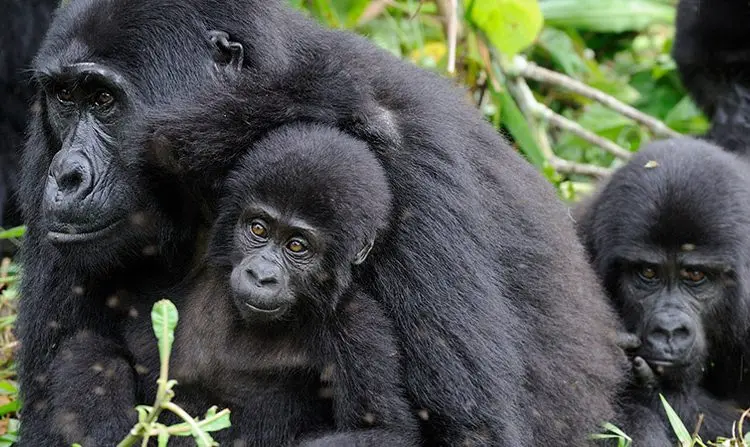 mother gorilla and her child
