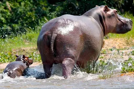 A giant hippo coming out of water