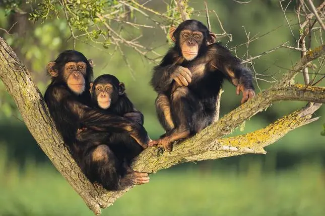 baby chimpanzee with her mother and father