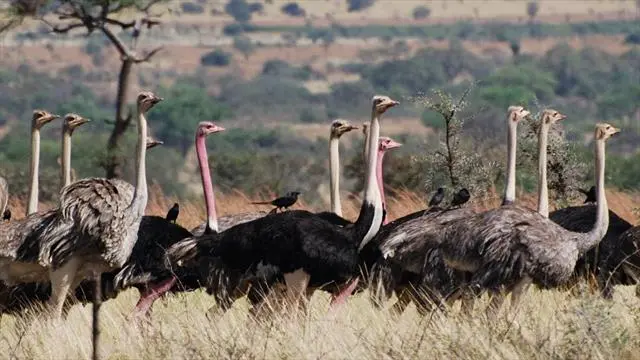 ostriches in the bush