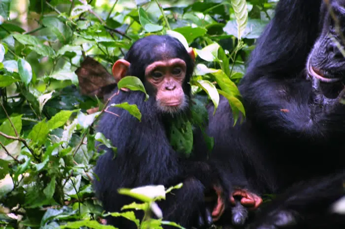 baby chimp