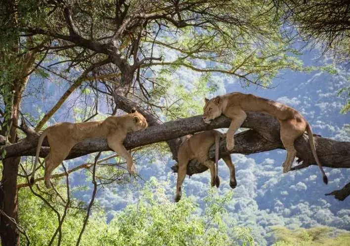 tree climbing lions on tree branches in Ishasha