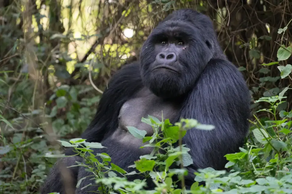 a huge gorilla seated 