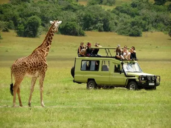 giraffe viewing during game drive 